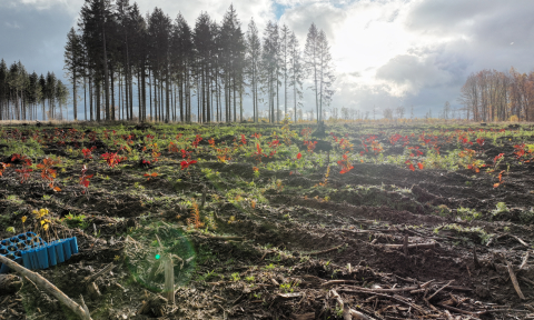 Plant-My-Tree Aufforstungsfläche im Harz